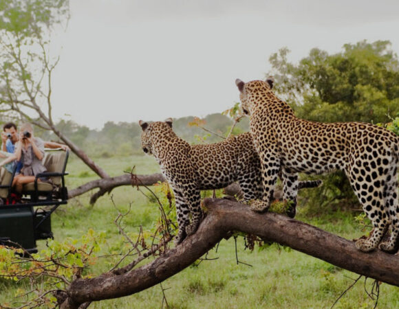 6-Days Masai Mara Nakuru National Park-tonky-safaris