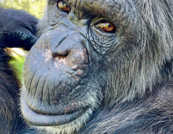 Visit Uganda: The Heart of Africa