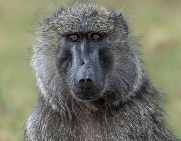 8 Days Chimps, Gorillas, Wildlife Experience & White Water Rafting-tonky-safaris
