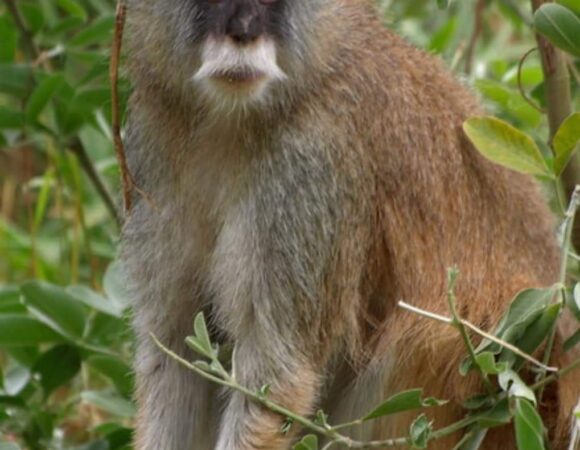 10-Days Fantastic Tour in Rwanda & Uganda – Safari in East Africa-tonky-safaris