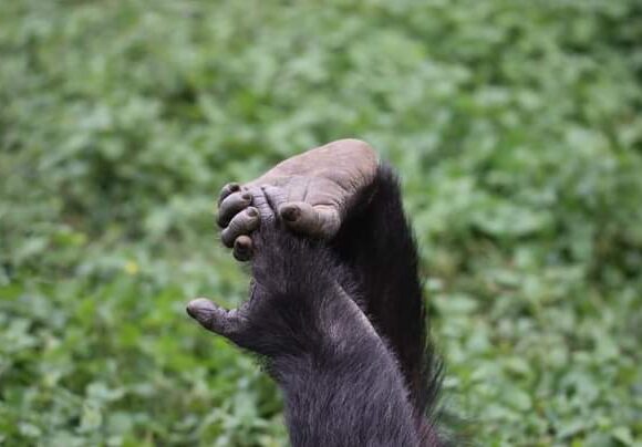 Gorilla trekking
