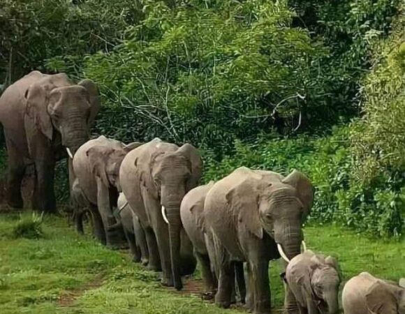 Queen Elizabeth National Park-tonky-safaris