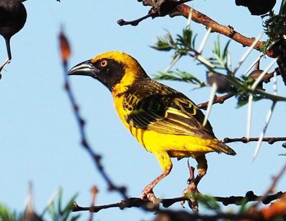 10 Days Birding Uganda And Game Drives-tonky-safaris