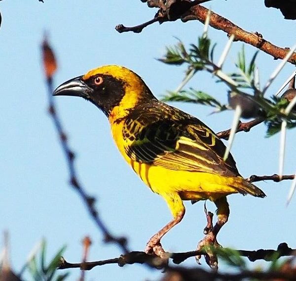 10 Days Birding Uganda And Game Drives-tonky-safaris
